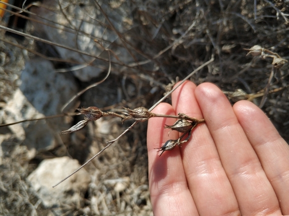 ציפורנית משוננת  צולם על ידי מרב לבל 