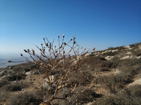 דרדר אשקלון  צולם על ידי מרב לבל 