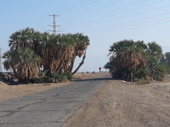 דום מצרי  צולם על ידי דותן רותם 