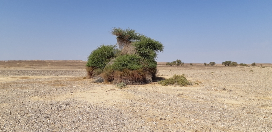 שקד רמון  צולם על ידי טל פולק 