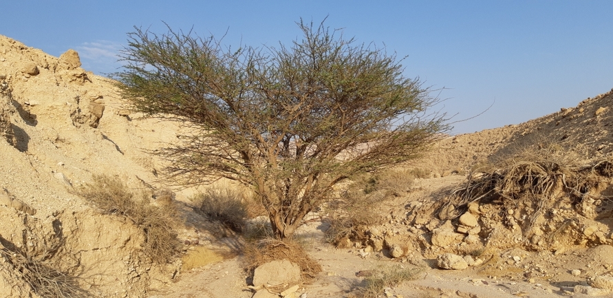 שקד רמון  צולם על ידי אריה לב רוזנברג 