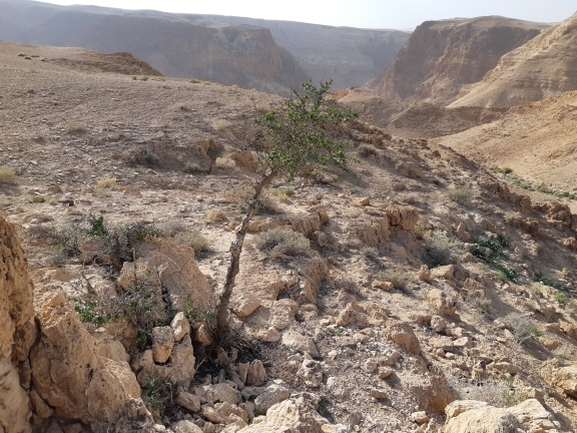 אירוס הגלבוע  צולם על ידי אסף מזרחי 