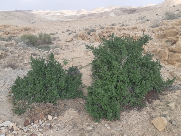 אירוס הגלבוע  צולם על ידי אסף מזרחי 