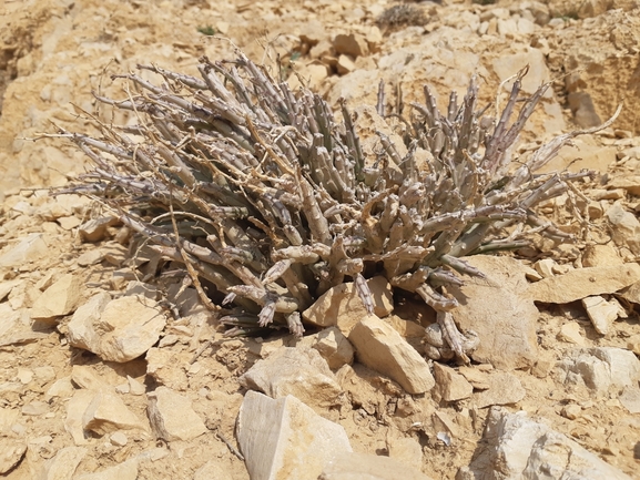 אירוס הגלבוע  צולם על ידי אסף מזרחי 