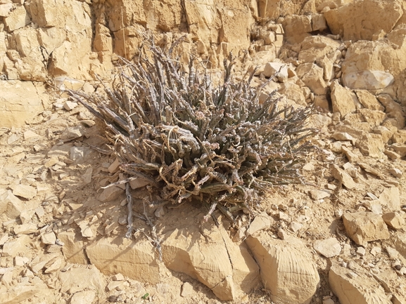 אירוס הגלבוע  צולם על ידי אסף מזרחי 