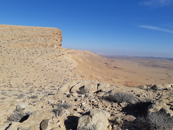 סתוונית רמון  צולם על ידי ידידיה שמואל 