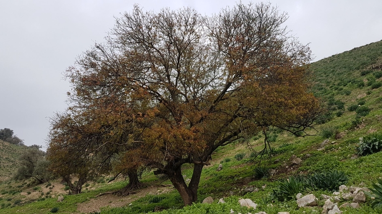 אירוס הגלבוע  צולם על ידי טליה אורון 