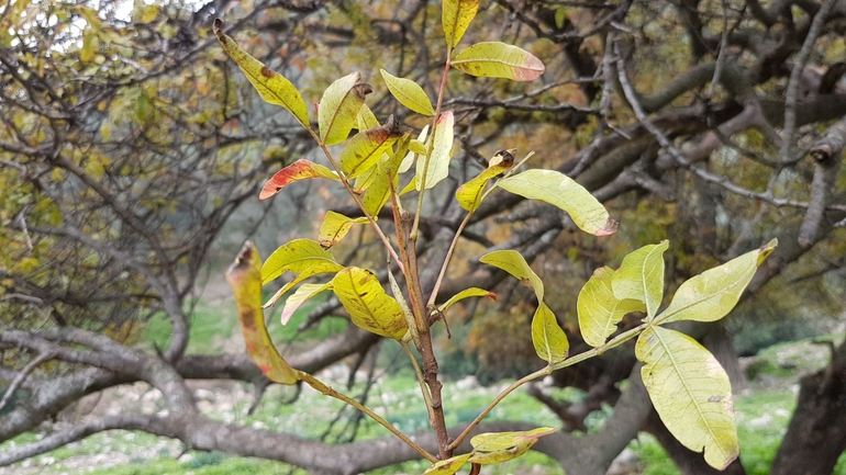 אירוס הגלבוע  צולם על ידי טליה אורון 