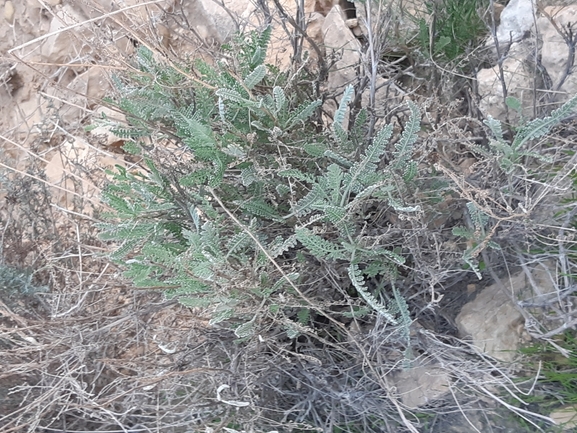 בן-חרצית גזור  צולם על ידי ידידיה שמואל 