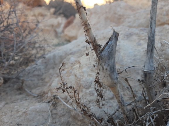 כלך דנין  צולם על ידי ידידיה שמואל 