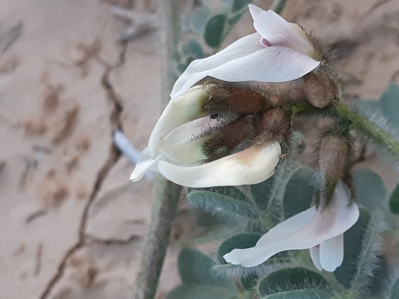 קדד משייני  צולם על ידי ידידיה שמואל 