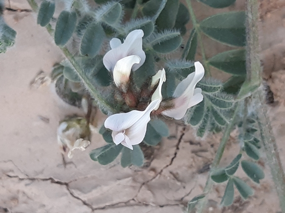 קדד משייני  צולם על ידי ידידיה שמואל 