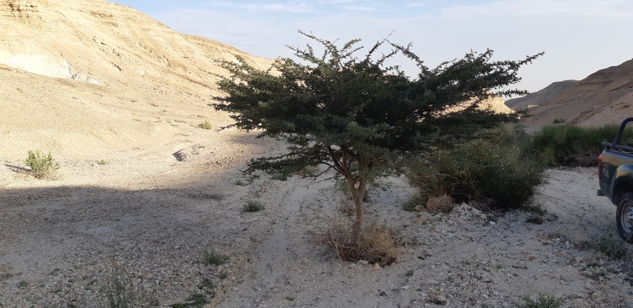 שקד רמון  צולם על ידי אריה לב רוזנברג 