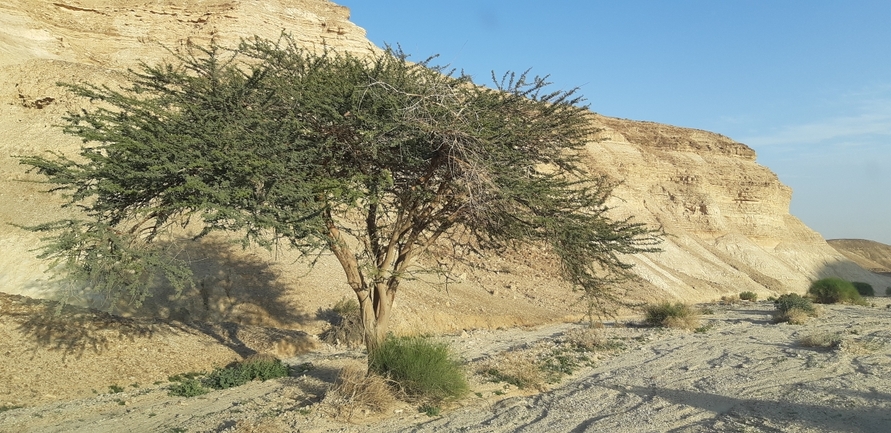 שקד רמון  צולם על ידי אריה לב רוזנברג 