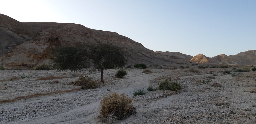 שקד רמון  צולם על ידי אריה לב רוזנברג 