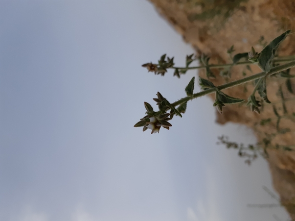 אירוס הגלבוע  צולם על ידי אסף מזרחי 