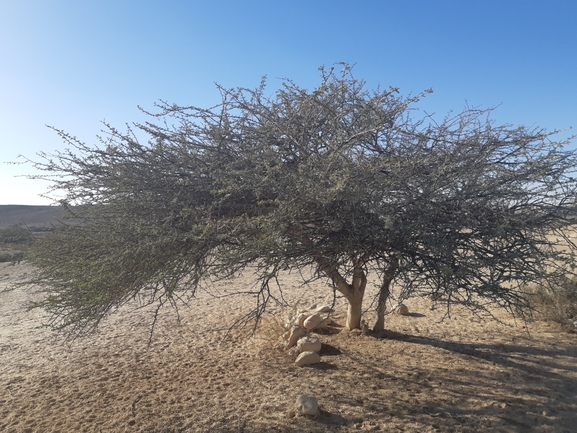 שקד רמון  צולם על ידי יבגני קמינסקי 