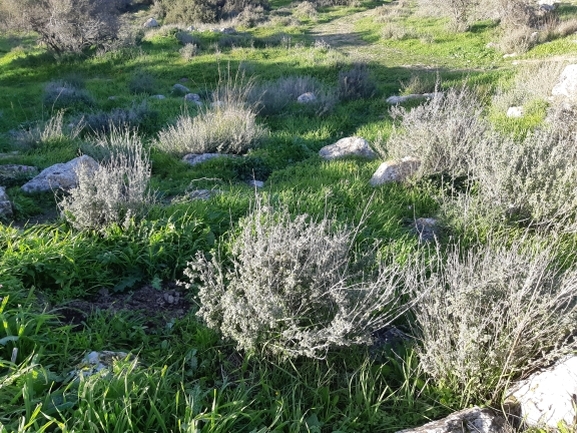 אירוס הגלבוע  צולם על ידי מרגרטה וולצ'אק 