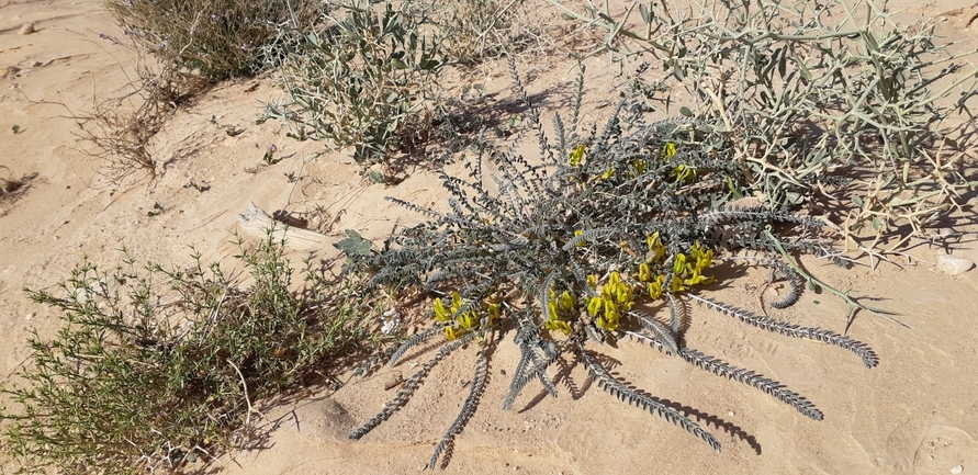 אירוס הגלבוע  צולם על ידי מיקי וולוקיטה 