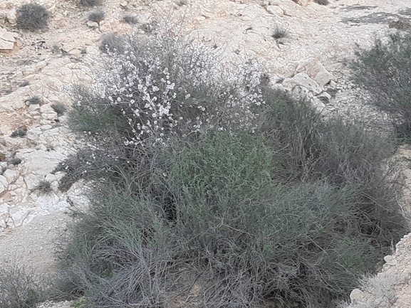 שקד רמון  צולם על ידי יבגני קמינסקי 