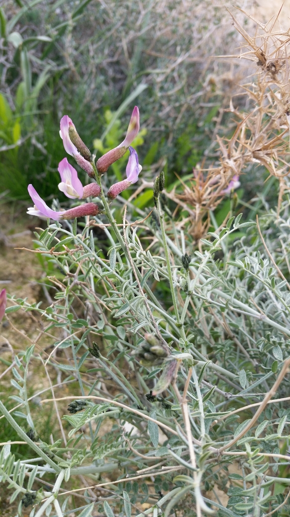 אירוס הגלבוע  צולם על ידי שקד בחבוט 