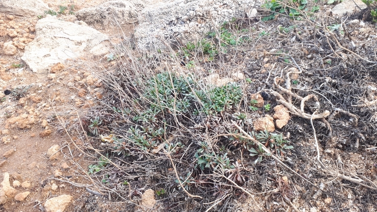 עדעד הגליל  צולם על ידי לירז כברה 