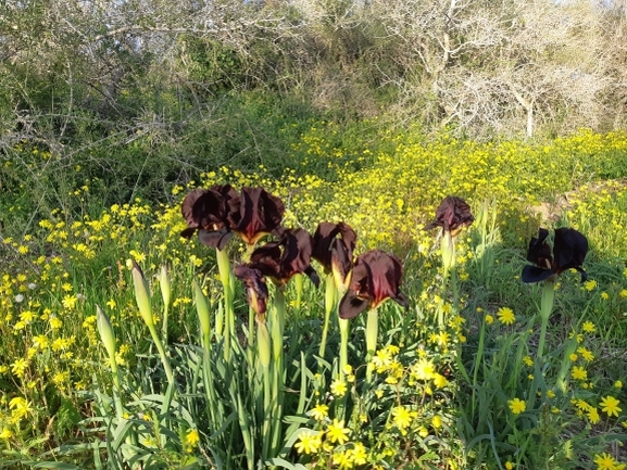 אירוס הארגמן  צולם על ידי סיון מרדוק 