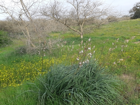 אירוס הגלבוע  צולם על ידי סיון מרדוק 