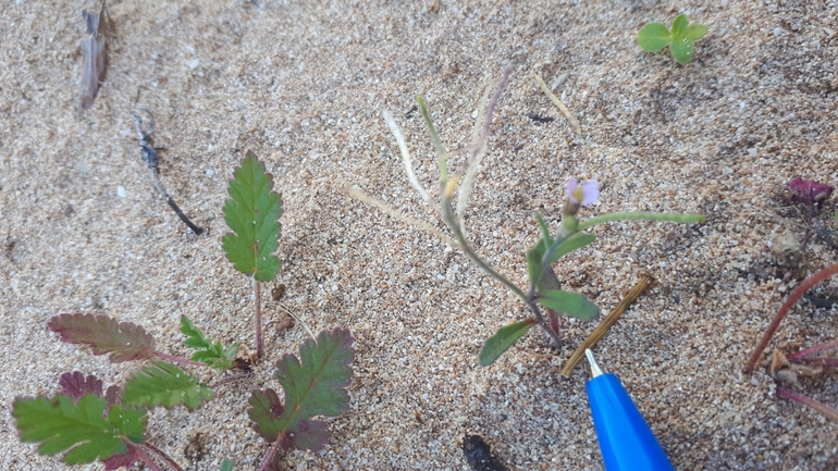 מרסיה זעירה  צולם על ידי לירז כברה 