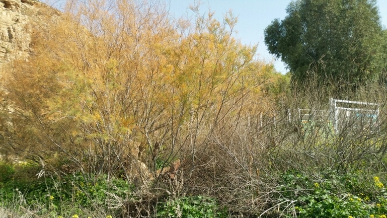 אירוס הגלבוע  צולם על ידי שקד בחבוט 