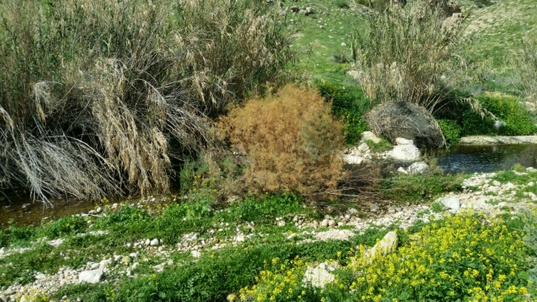 אירוס הגלבוע  צולם על ידי שקד בחבוט 