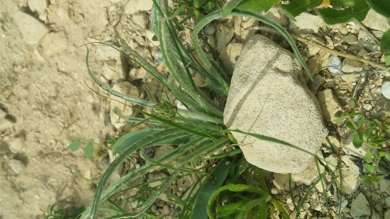 אירוס הגלבוע  צולם על ידי שקד בחבוט 