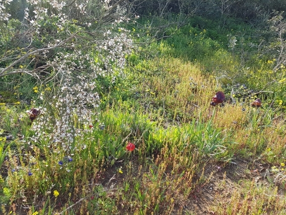 אירוס הארגמן  צולם על ידי אופיר בריקנשטיין 