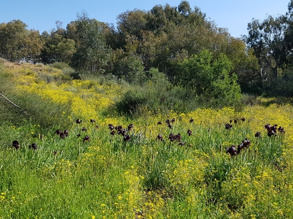 אירוס הארגמן  צולם על ידי אופיר בריקנשטיין 