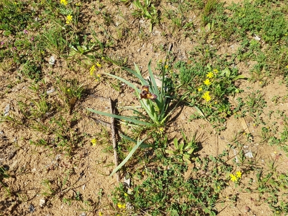 אירוס הארגמן  צולם על ידי אופיר בריקנשטיין 