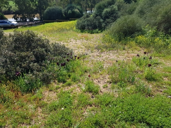 אירוס הארגמן  צולם על ידי אופיר בריקנשטיין 