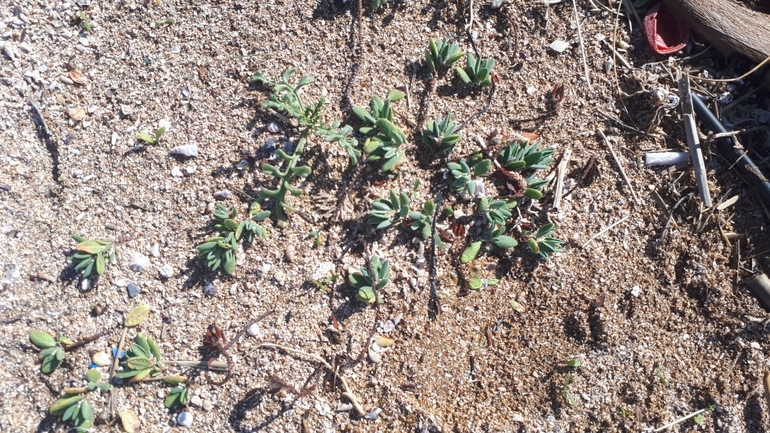 ארכובית החוף  צולם על ידי לירז כברה 