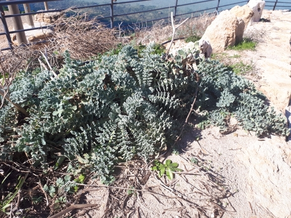 פרגה צהובה  צולם על ידי לירז כברה 