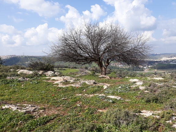 אירוס הגלבוע  צולם על ידי עידן טלמון 