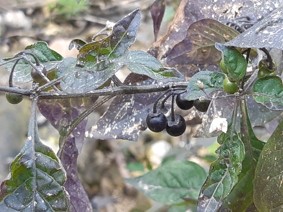 עירית נטויה  צולם על ידי אחיה טובי 