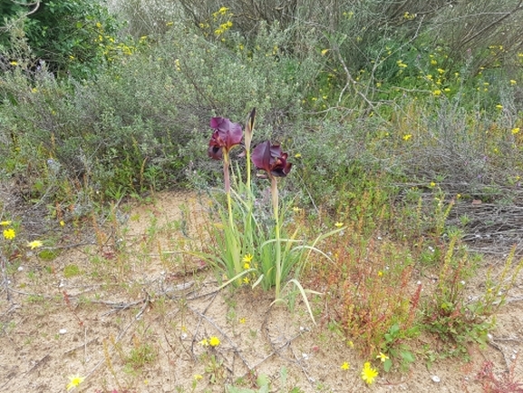 אירוס הארגמן  צולם על ידי אופיר בריקנשטיין 