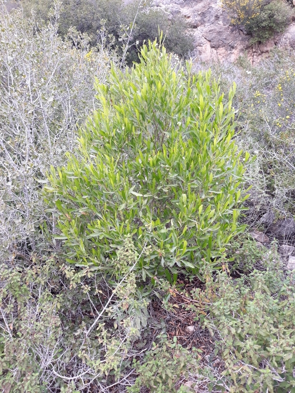 אירוס הגלבוע  צולם על ידי עידן טלמון 