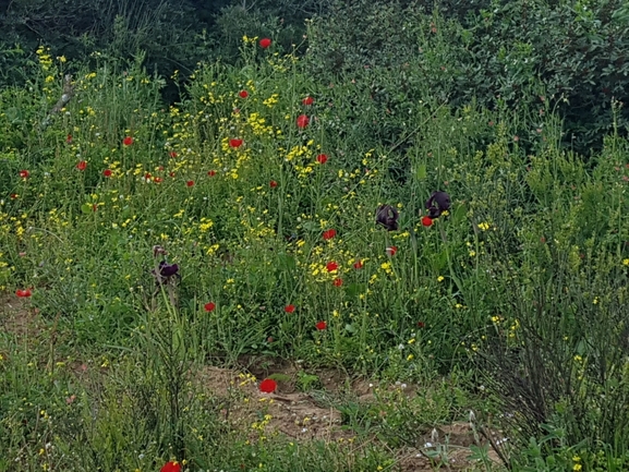 אירוס הארגמן  צולם על ידי אופיר בריקנשטיין 