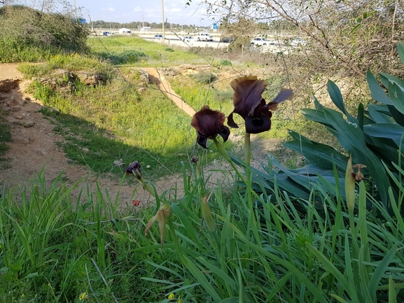 אירוס הארגמן  צולם על ידי עמית מנדלסון 