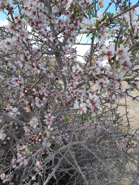 שקד רמון  צולם על ידי יבגני קמינסקי 