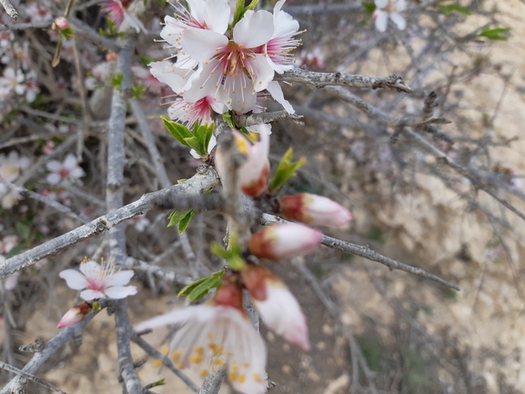 שקד רמון  צולם על ידי יבגני קמינסקי 