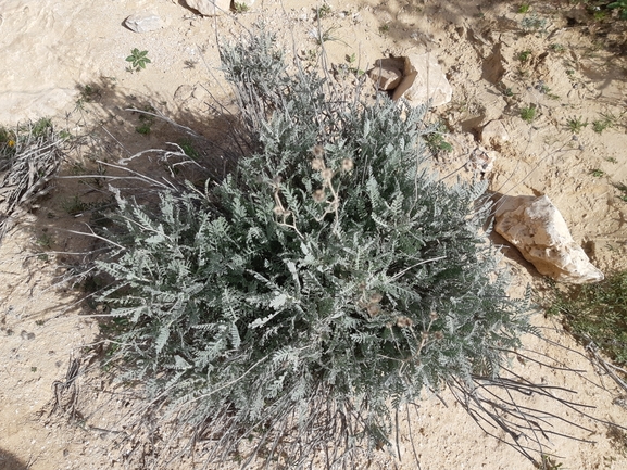 בן-חרצית גזור  צולם על ידי יבגני קמינסקי 