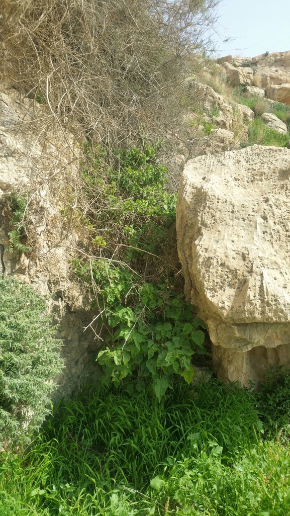 אירוס הגלבוע  צולם על ידי שקד בחבוט 