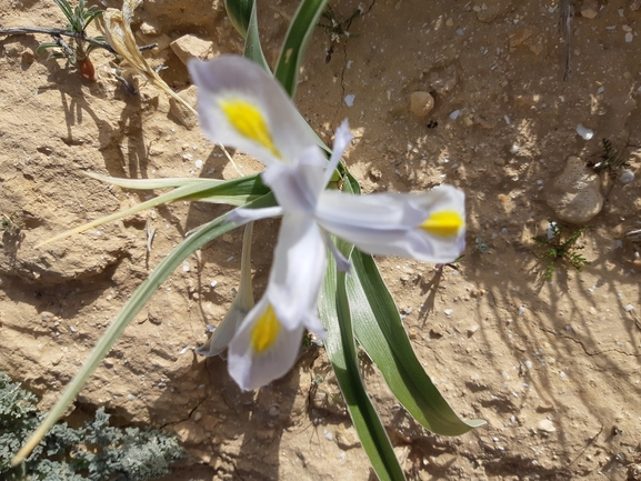 אירוס טוביה  צולם על ידי יבגני קמינסקי 