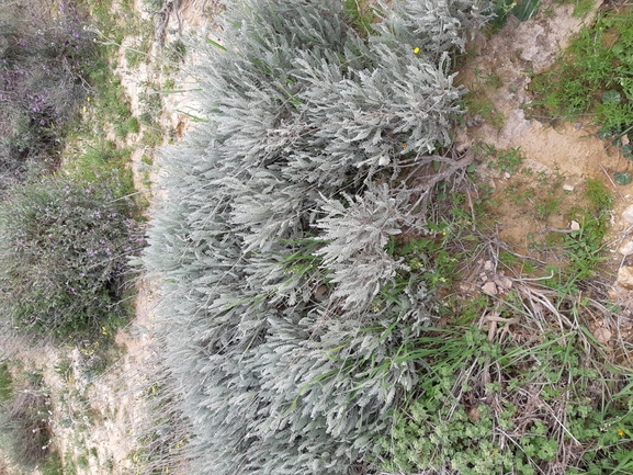 בן-חרצית גזור  צולם על ידי גל וין 